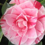 Planting Services